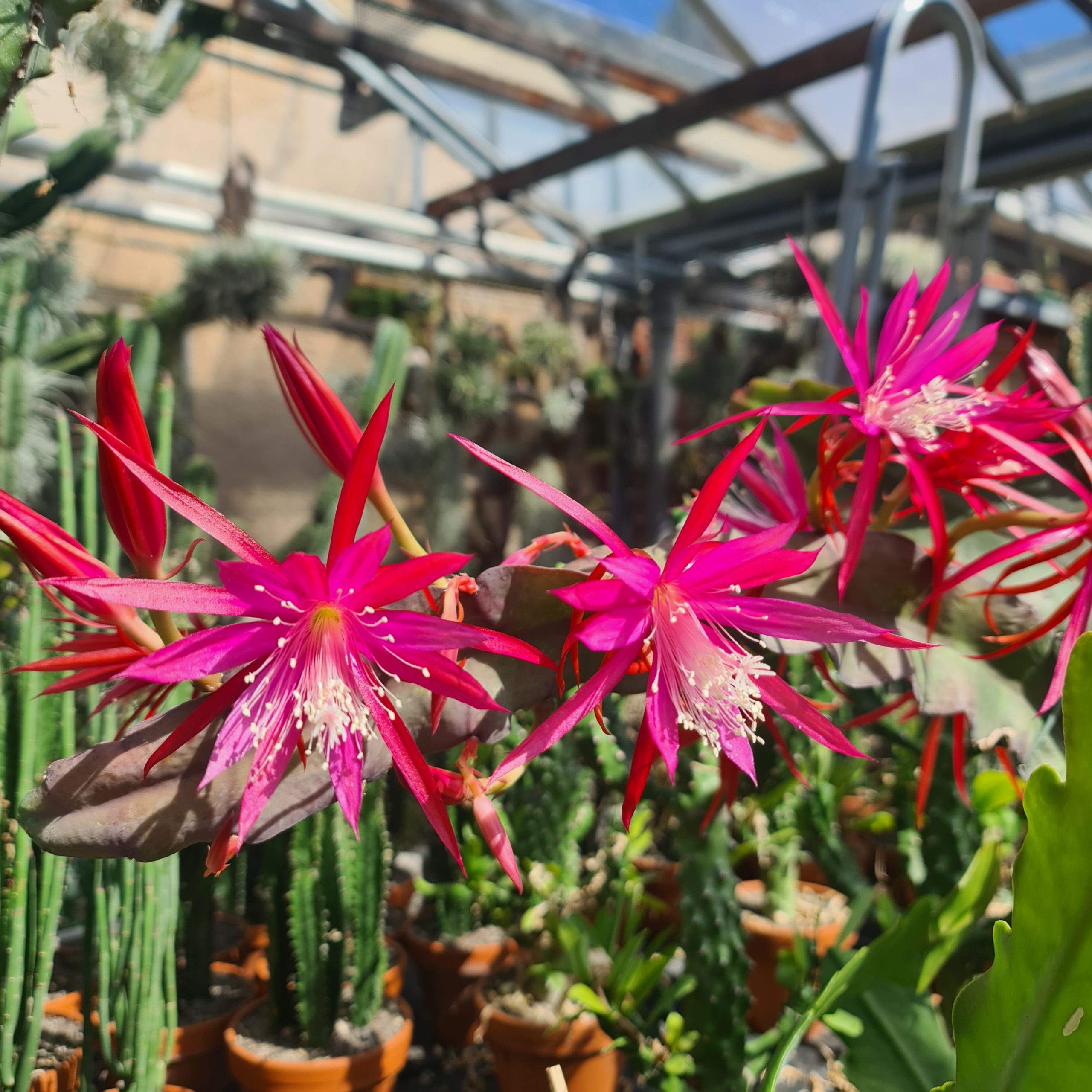 Epiphyllum lila filigrane Blüte - Steckling