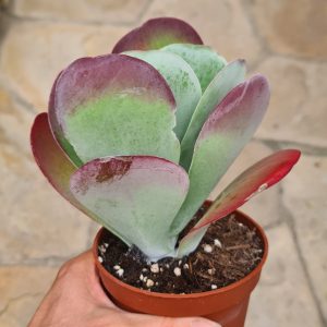 Kalanchoe luciae