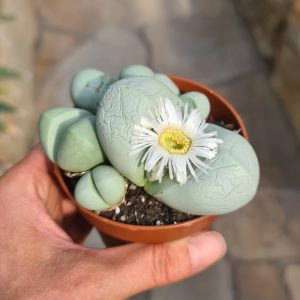 Argyroderma pearsonii 'Luckhoffii'