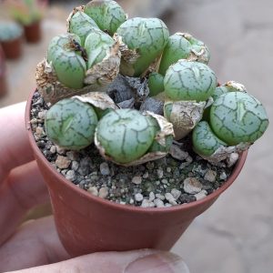 Conophytum wittebergense