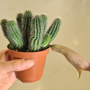 Tavaresia barklyi