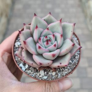 Echeveria agavoides