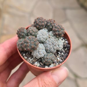 Puna bonnieae